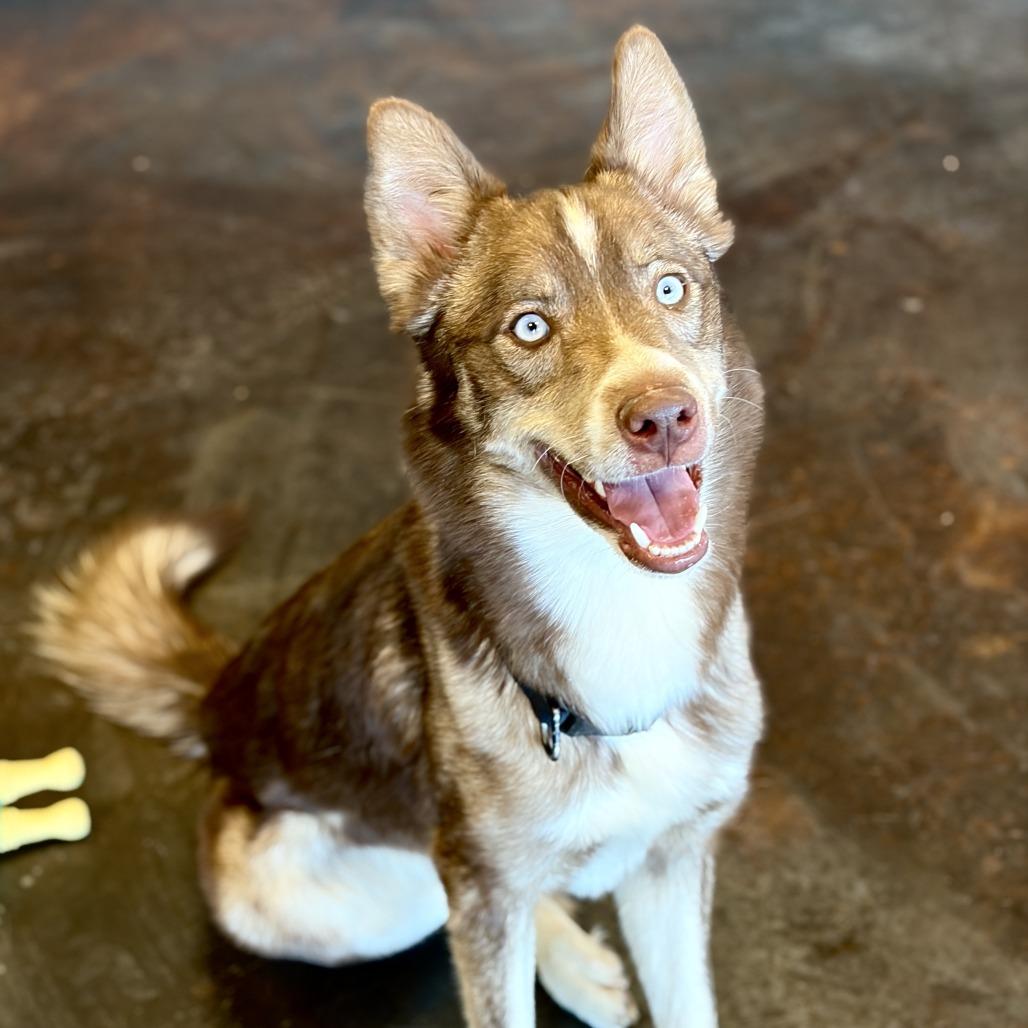 Enlarge Squeegee, a Adoptable Husky in Rifle, CO image 2/5