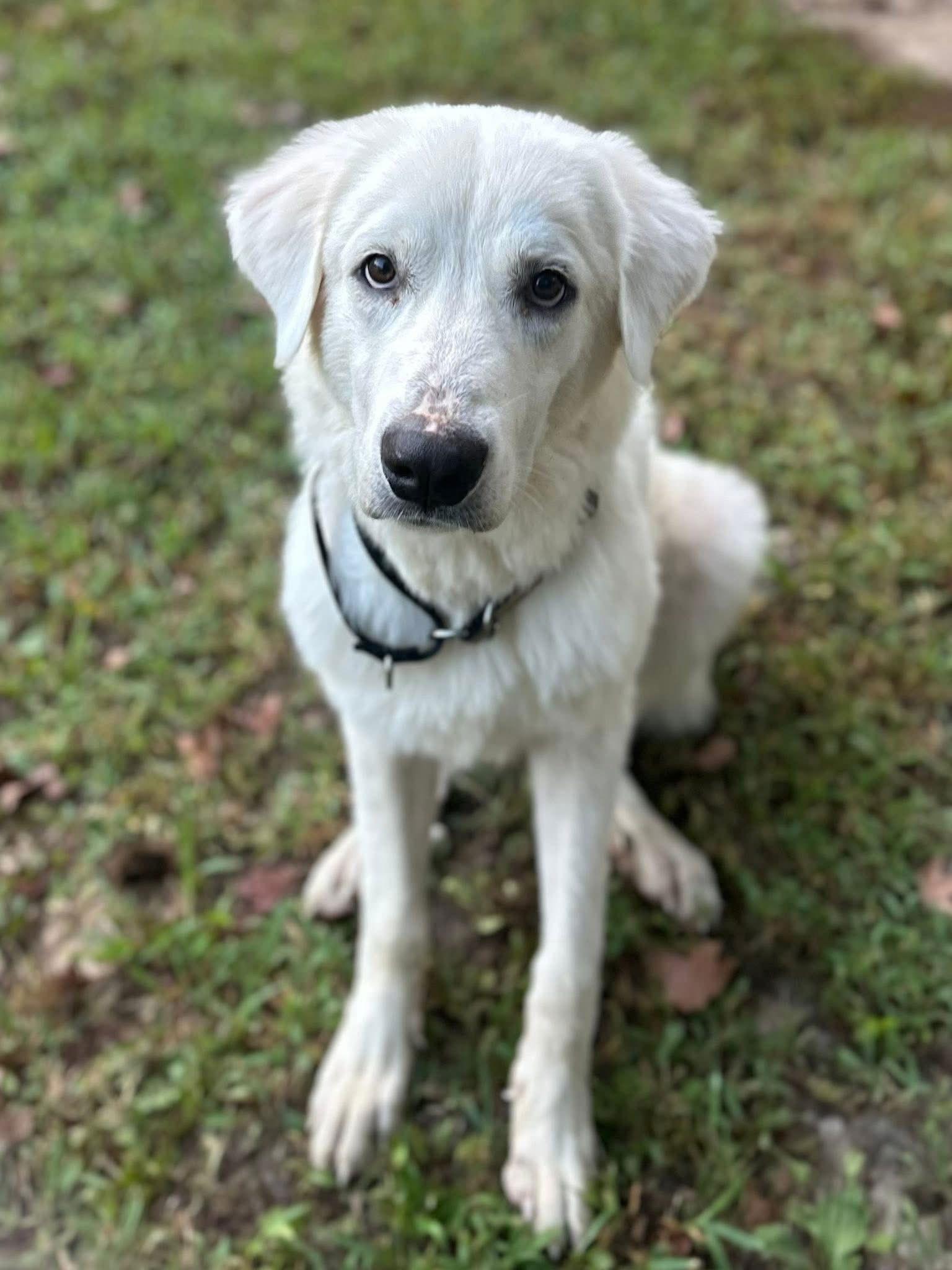 Winter - in New England, a Adoptable Great Pyrenees in Croydon, NH image 1/3