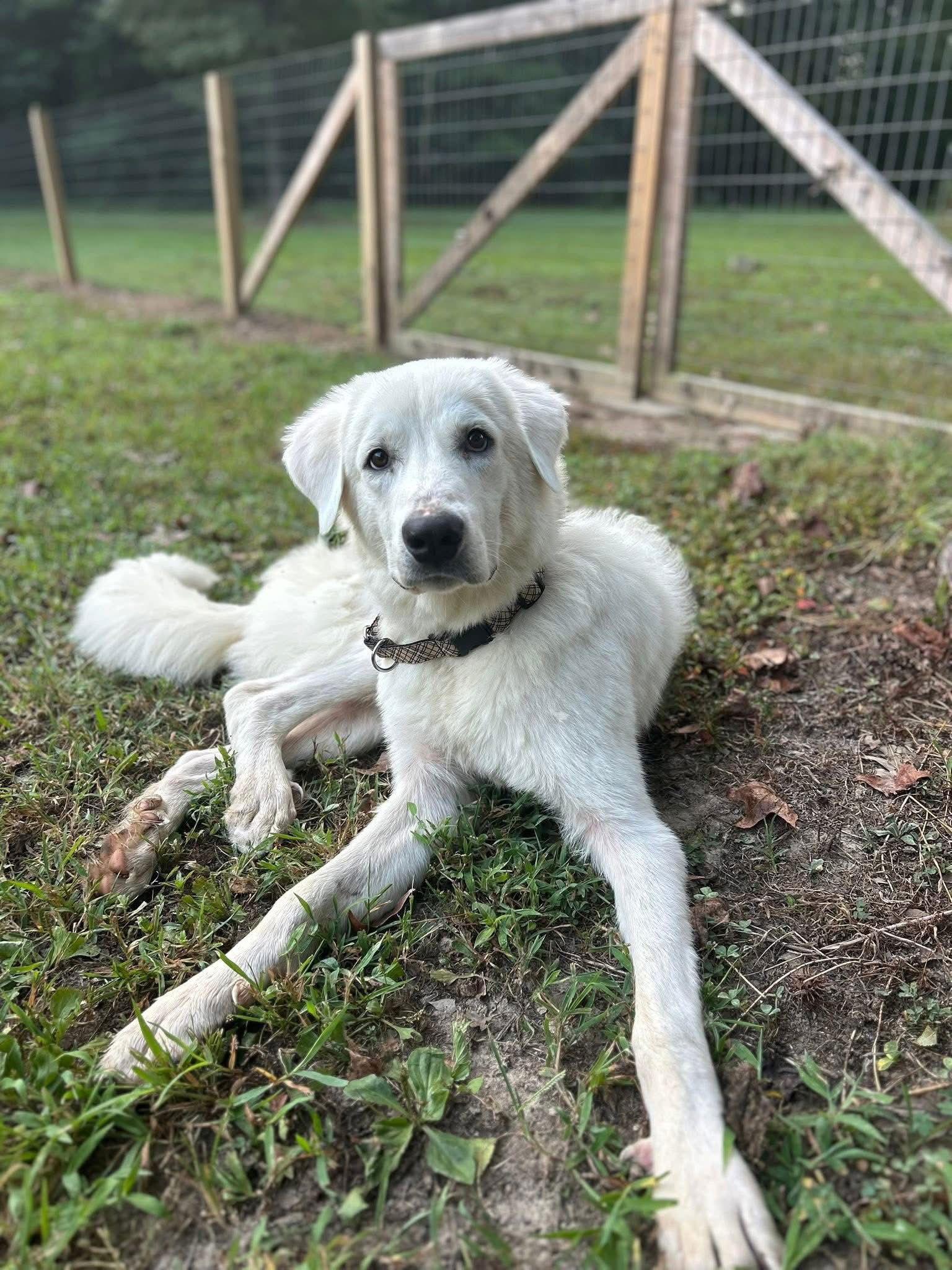 Winter - in New England, a Adoptable Great Pyrenees in Croydon, NH image 2/3