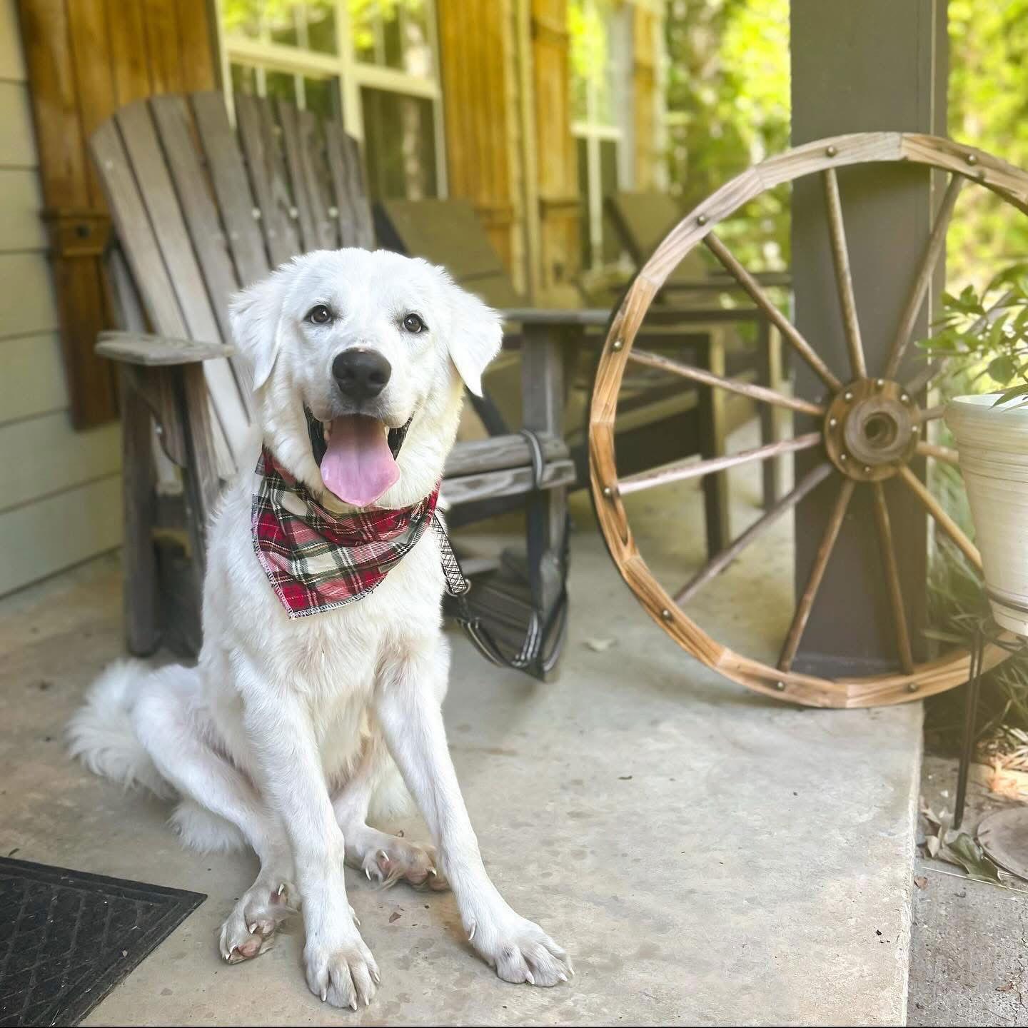 Winter - in New England, a Adoptable Great Pyrenees in Croydon, NH image 3/3
