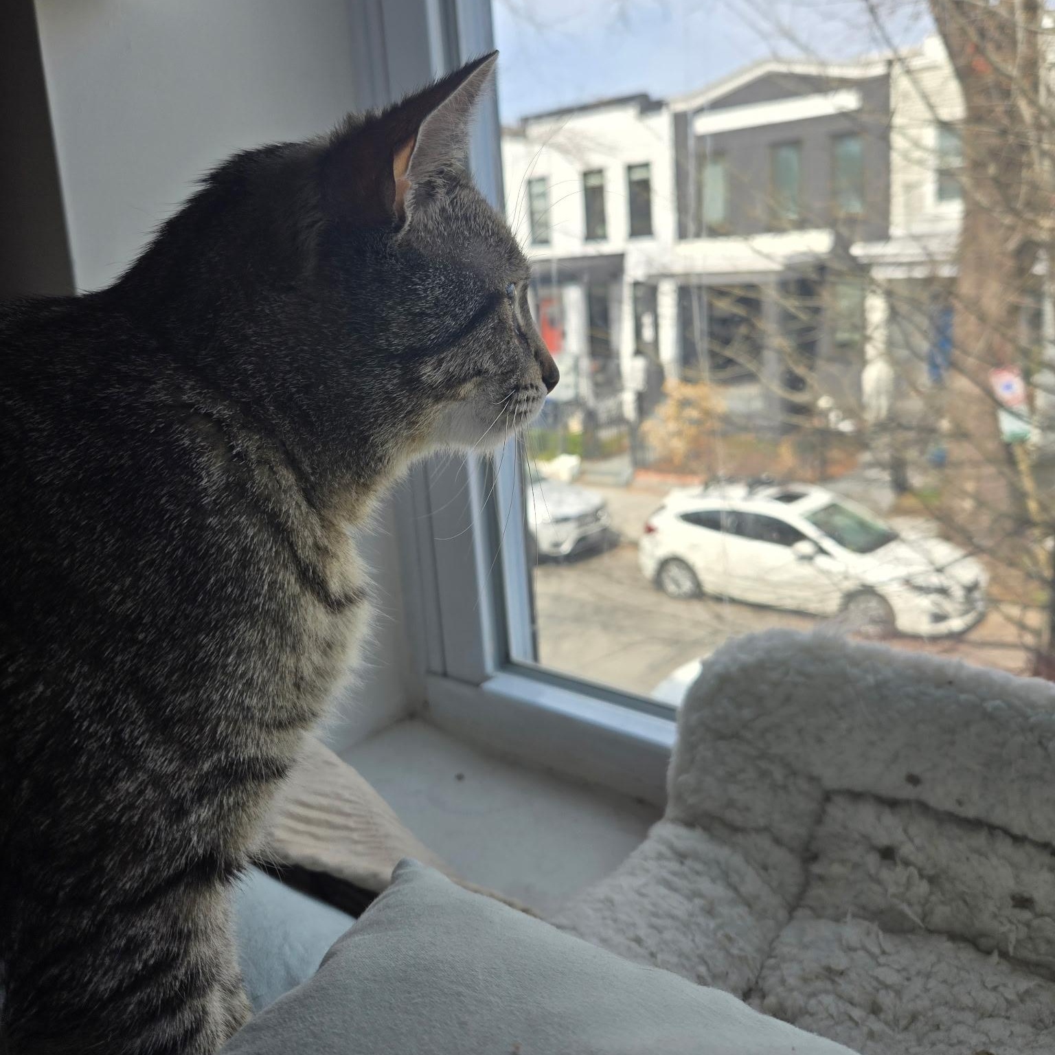 Enlarge Cacio e Pepe, a ADOPTABLE Domestic Short Hair in Alexandria, VA image 5/6