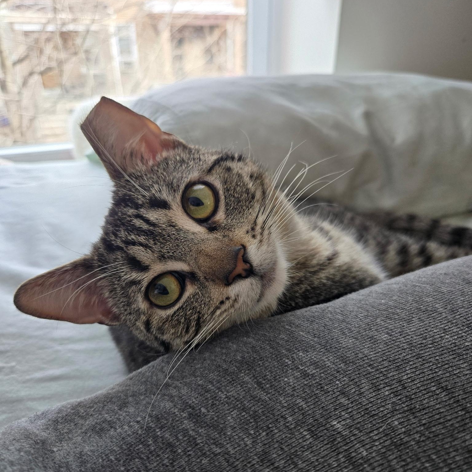 Enlarge Cacio e Pepe, a ADOPTABLE Domestic Short Hair in Alexandria, VA image 4/6