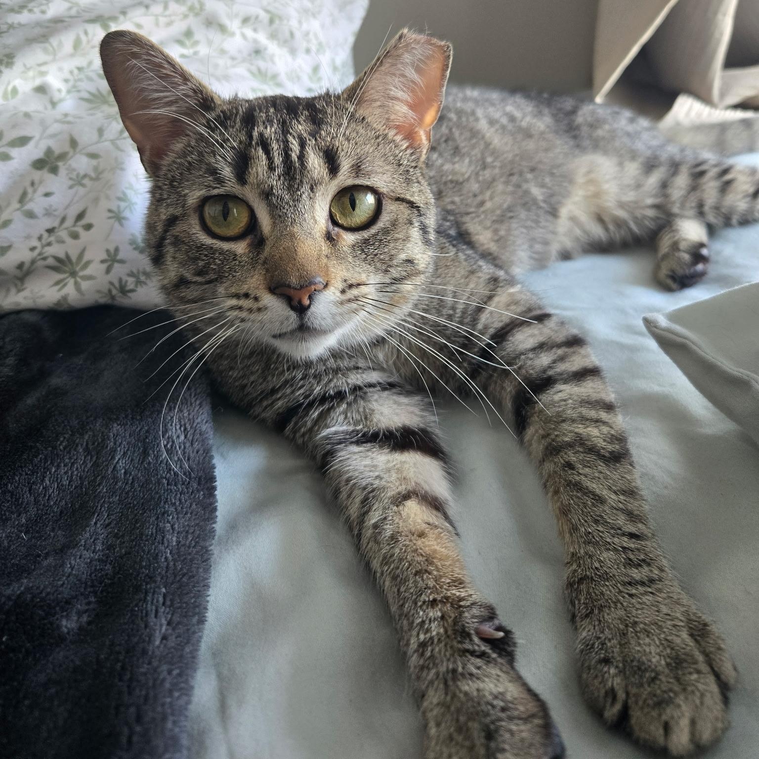 Cacio e Pepe, ADOPTABLE, Young Male Domestic Short Hair.