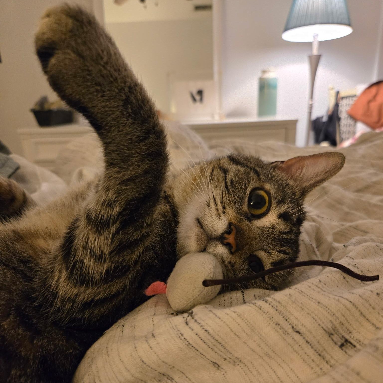 Enlarge Cacio e Pepe, a ADOPTABLE Domestic Short Hair in Alexandria, VA image 3/6