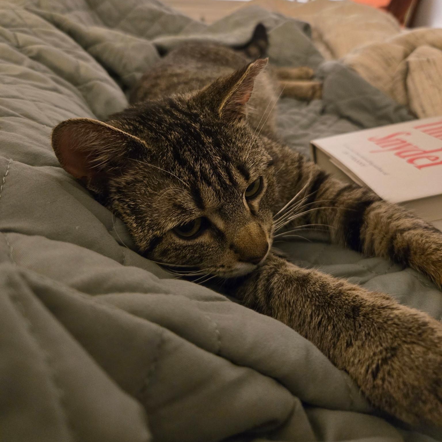 Enlarge Cacio e Pepe, a ADOPTABLE Domestic Short Hair in Alexandria, VA image 6/6