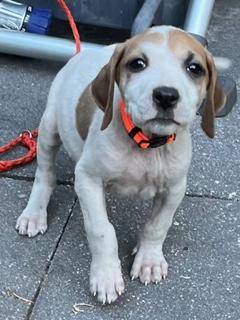 Thelma, an adopted mixed breed in Longwood, FL image 5/5