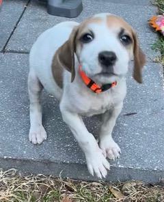 Thelma, an adopted mixed breed in Longwood, FL image 2/5