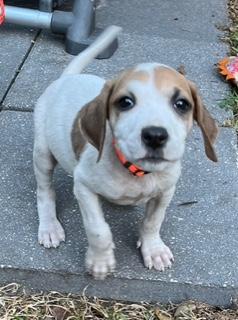 Thelma, an adopted mixed breed in Longwood, FL image 3/5