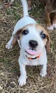 Thelma, an adopted mixed breed in Longwood, FL image 4/5