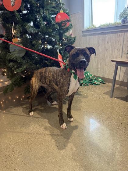Enlarge Elisa, a Adoptable mixed breed in Lafayette, IN image 1/1