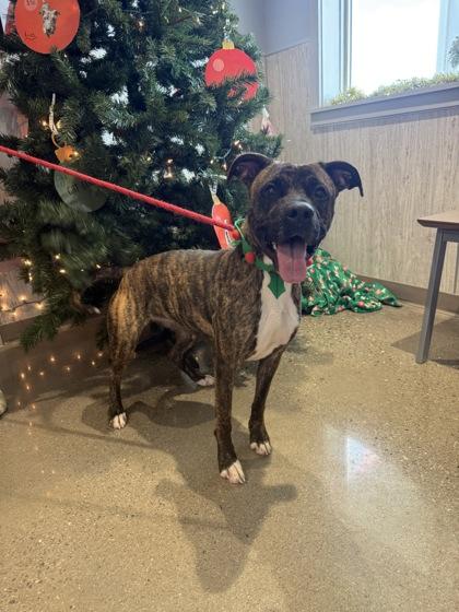 Enlarge Elisa, a Adoptable mixed breed in Lafayette, IN image 3/3