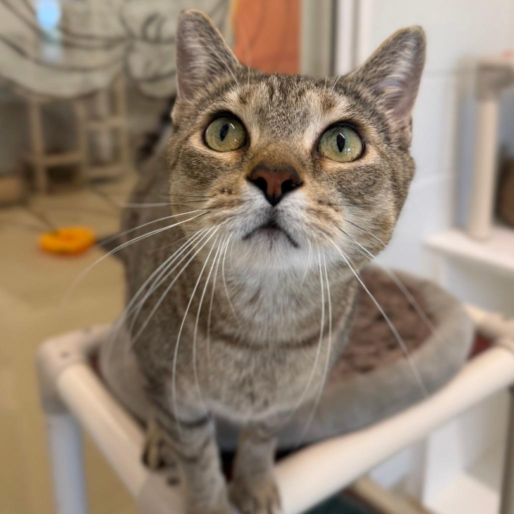 Enlarge Piper, a Adoptable Domestic Short Hair in Marshall, VA image 1/6