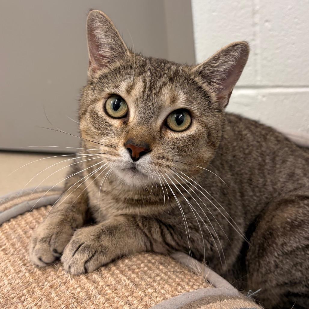 Enlarge Piper, a Adoptable Domestic Short Hair in Marshall, VA image 2/6