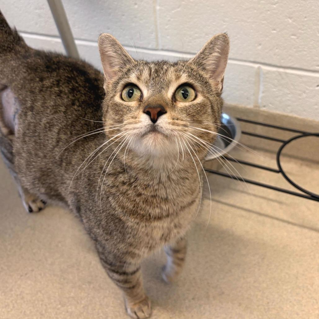 Enlarge Piper, a Adoptable Domestic Short Hair in Marshall, VA image 3/6