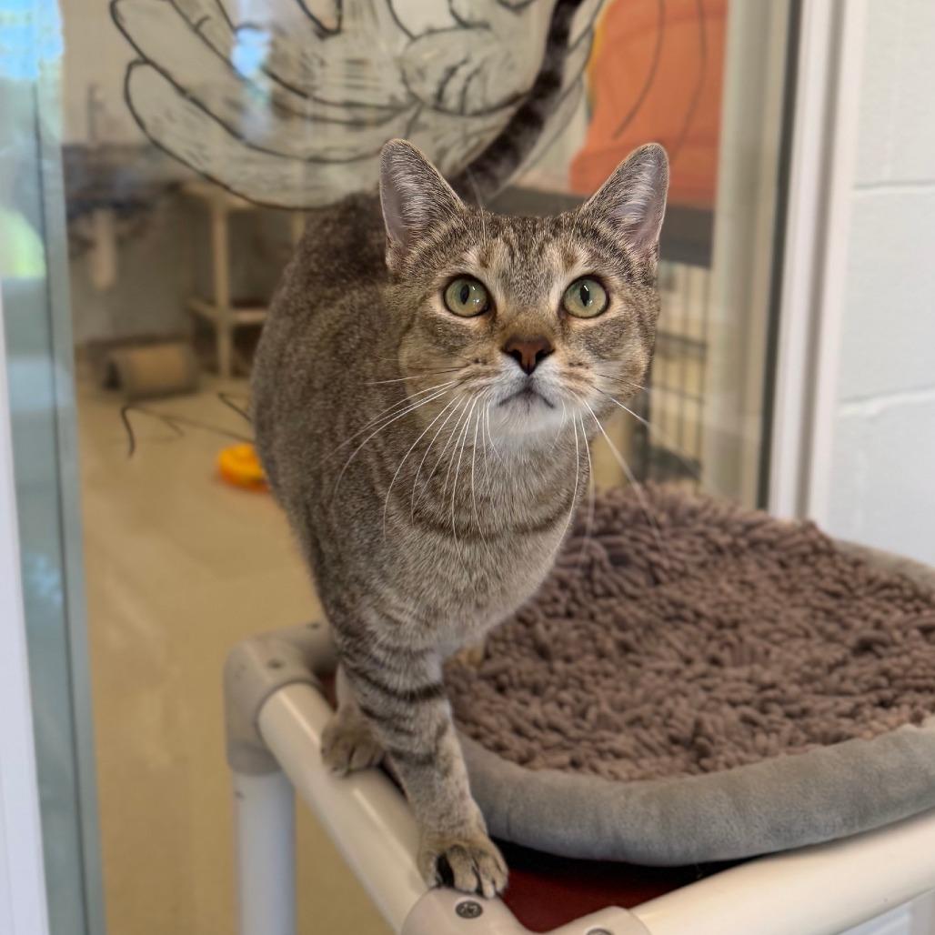 Enlarge Piper, a Adoptable Domestic Short Hair in Marshall, VA image 4/6