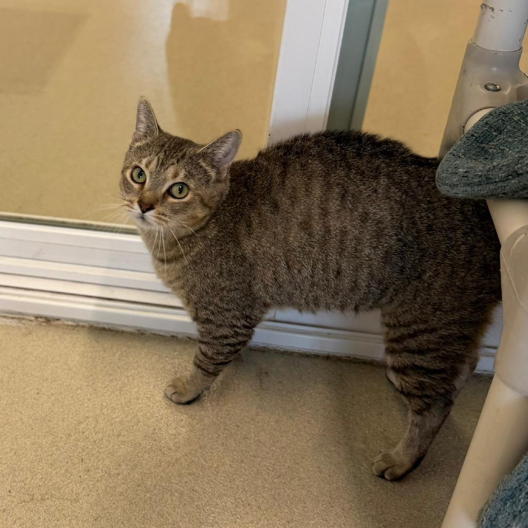 Enlarge Piper, a Adoptable Domestic Short Hair in Marshall, VA image 5/6