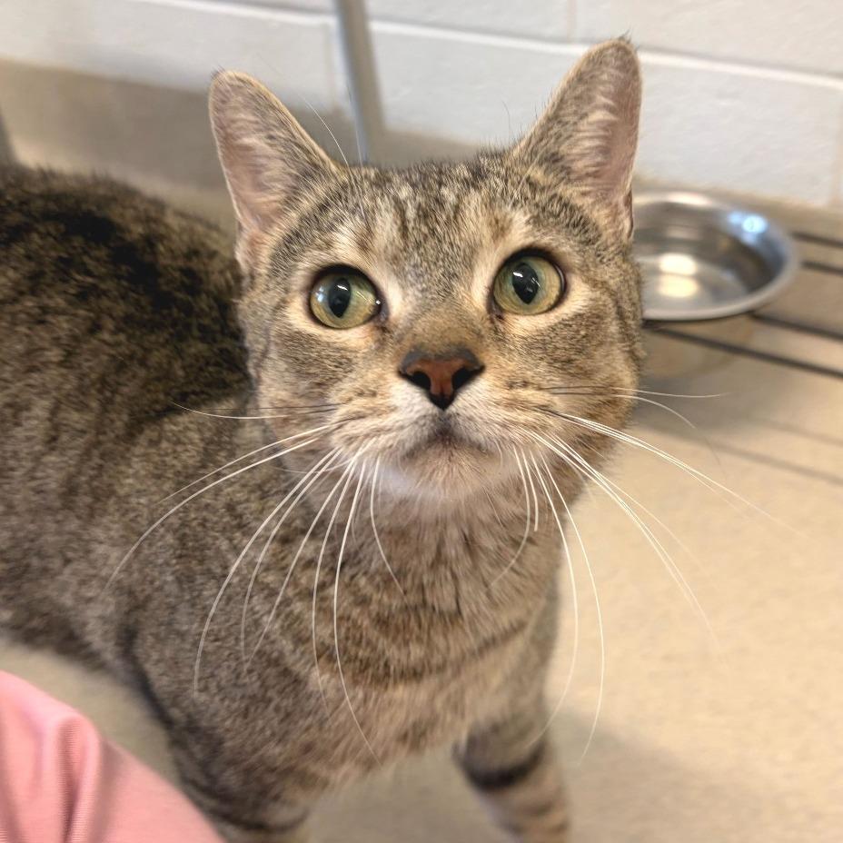 Enlarge Piper, a Adoptable Domestic Short Hair in Marshall, VA image 6/6
