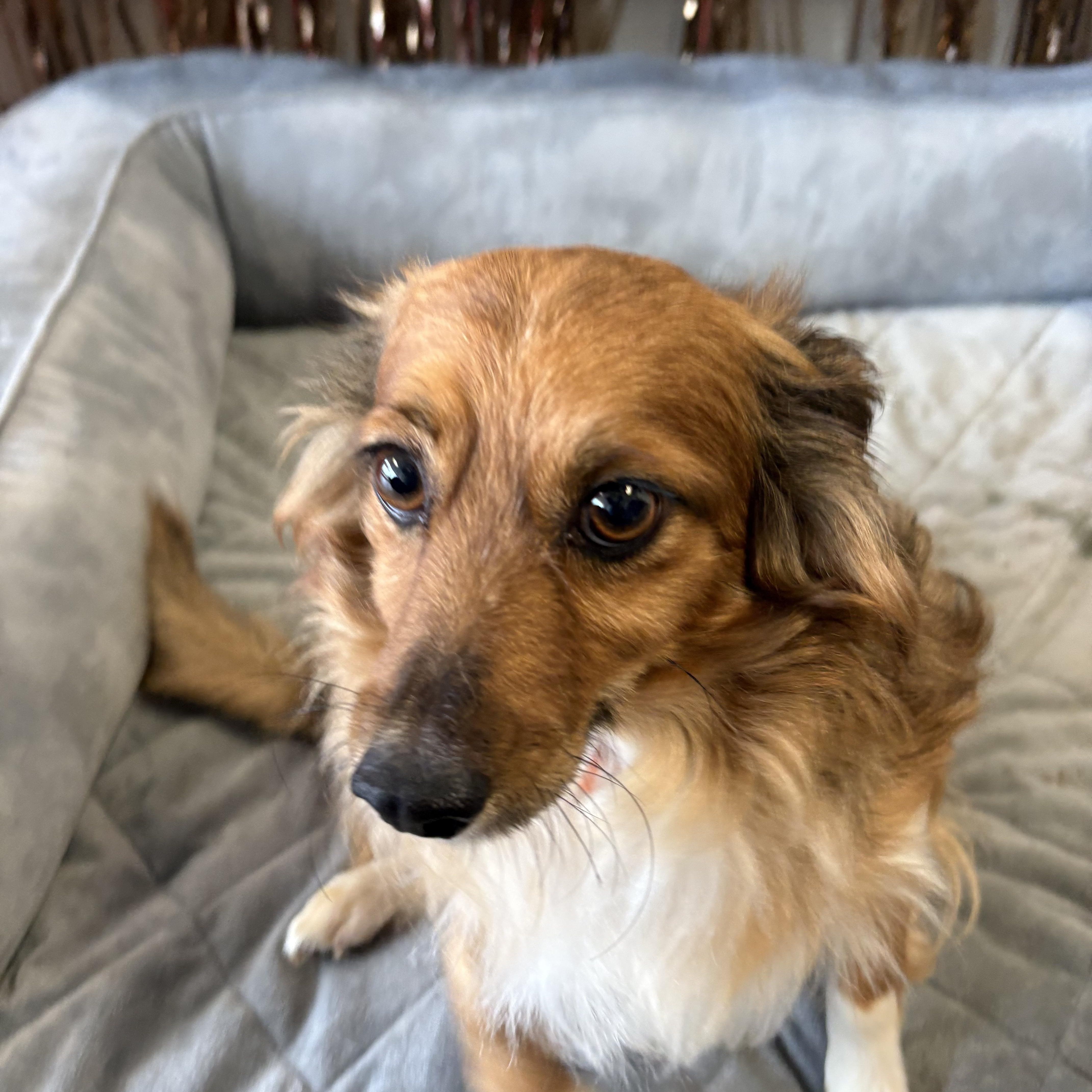 Gordie - Adoptable Pet | Petfinder