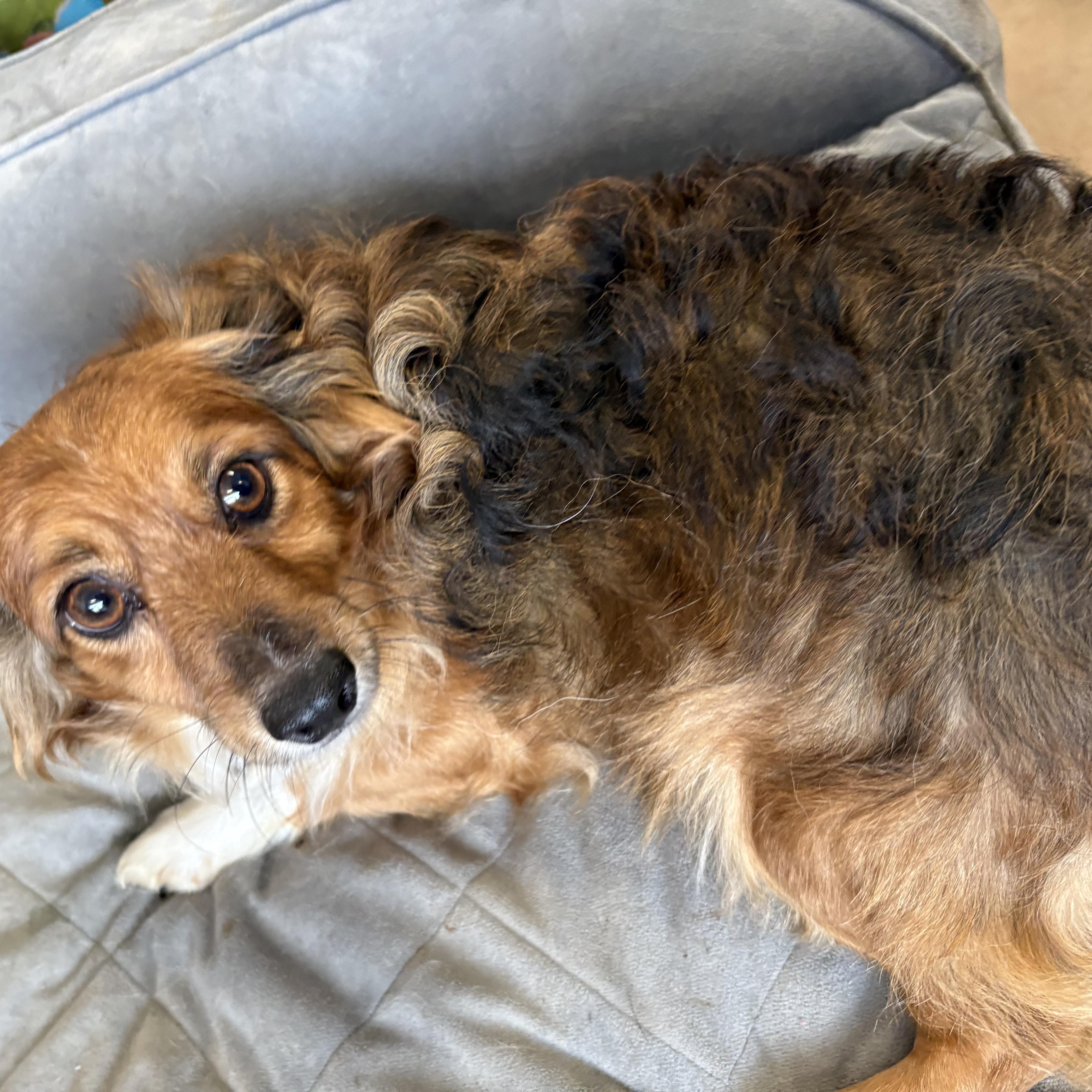 Gordie - Adoptable Pet | Petfinder