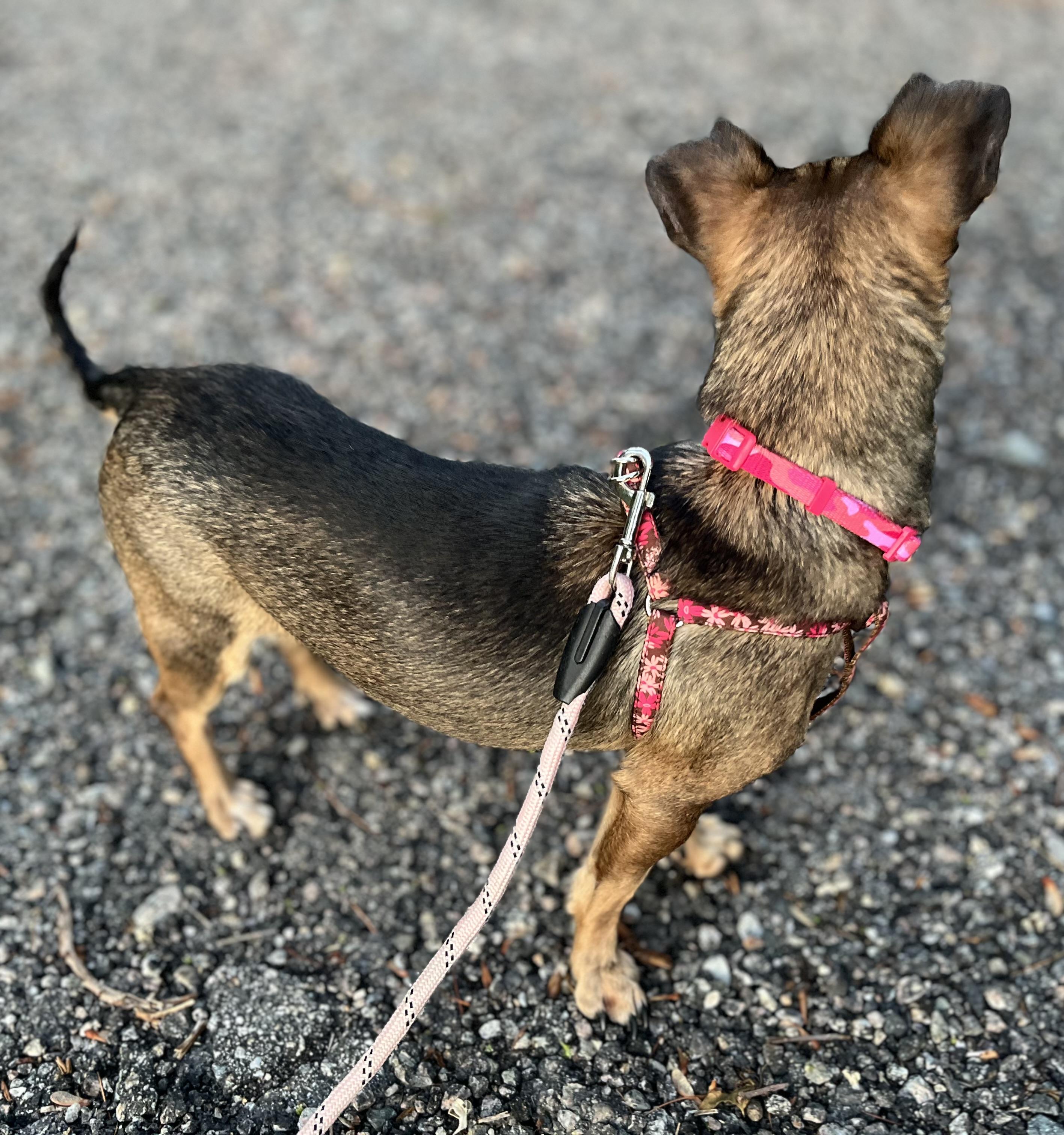 Mee-Mee, a Adoptable mixed breed in Blackstone, MA image 2/6