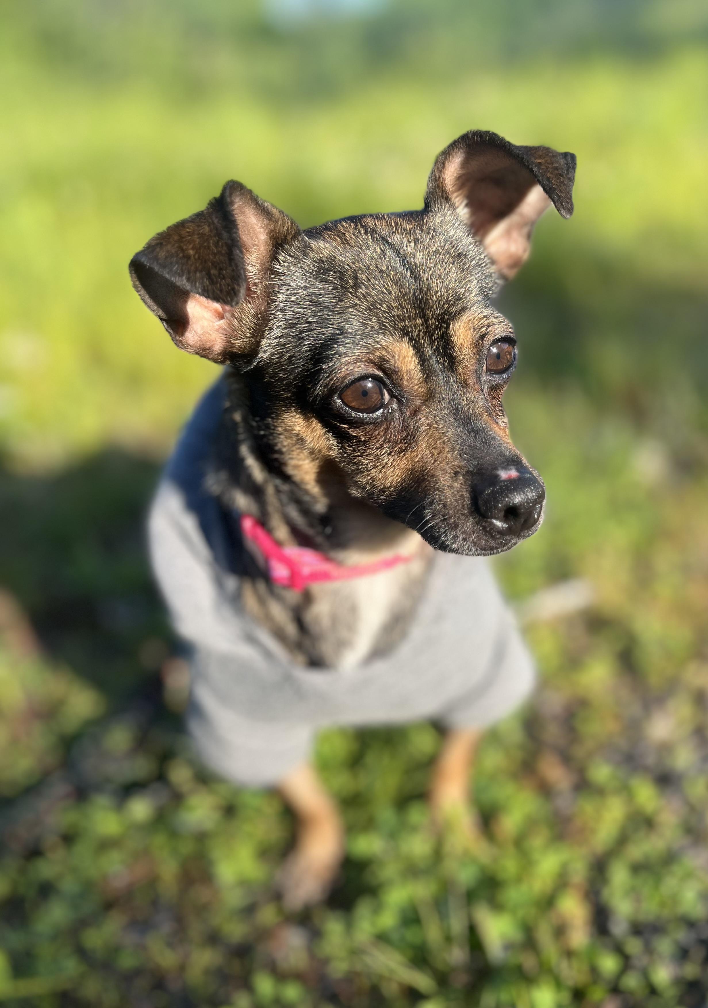 Mee-Mee, Adoptable, Young Female Chihuahua.