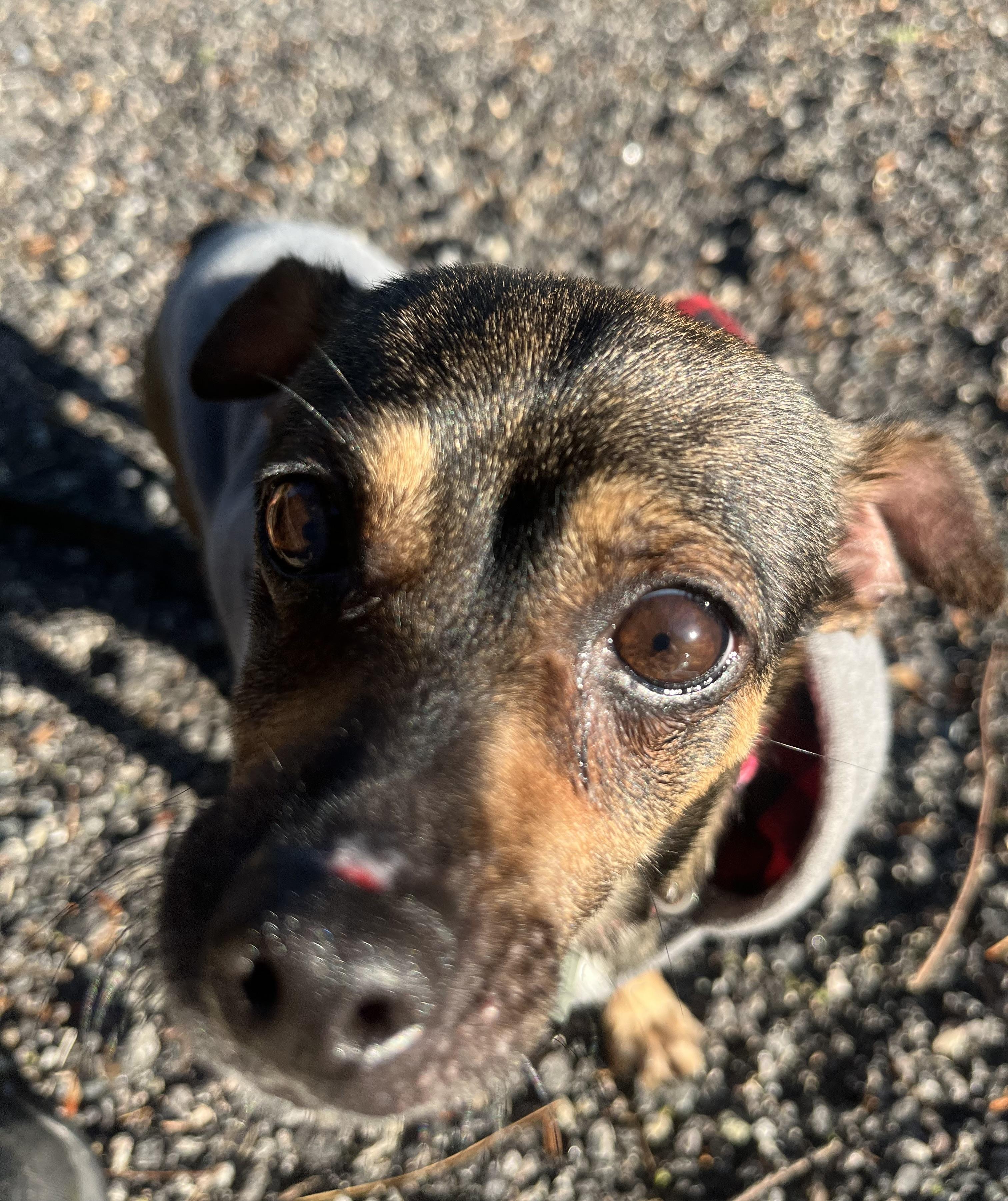 Mee-Mee, a Adoptable mixed breed in Blackstone, MA image 5/6