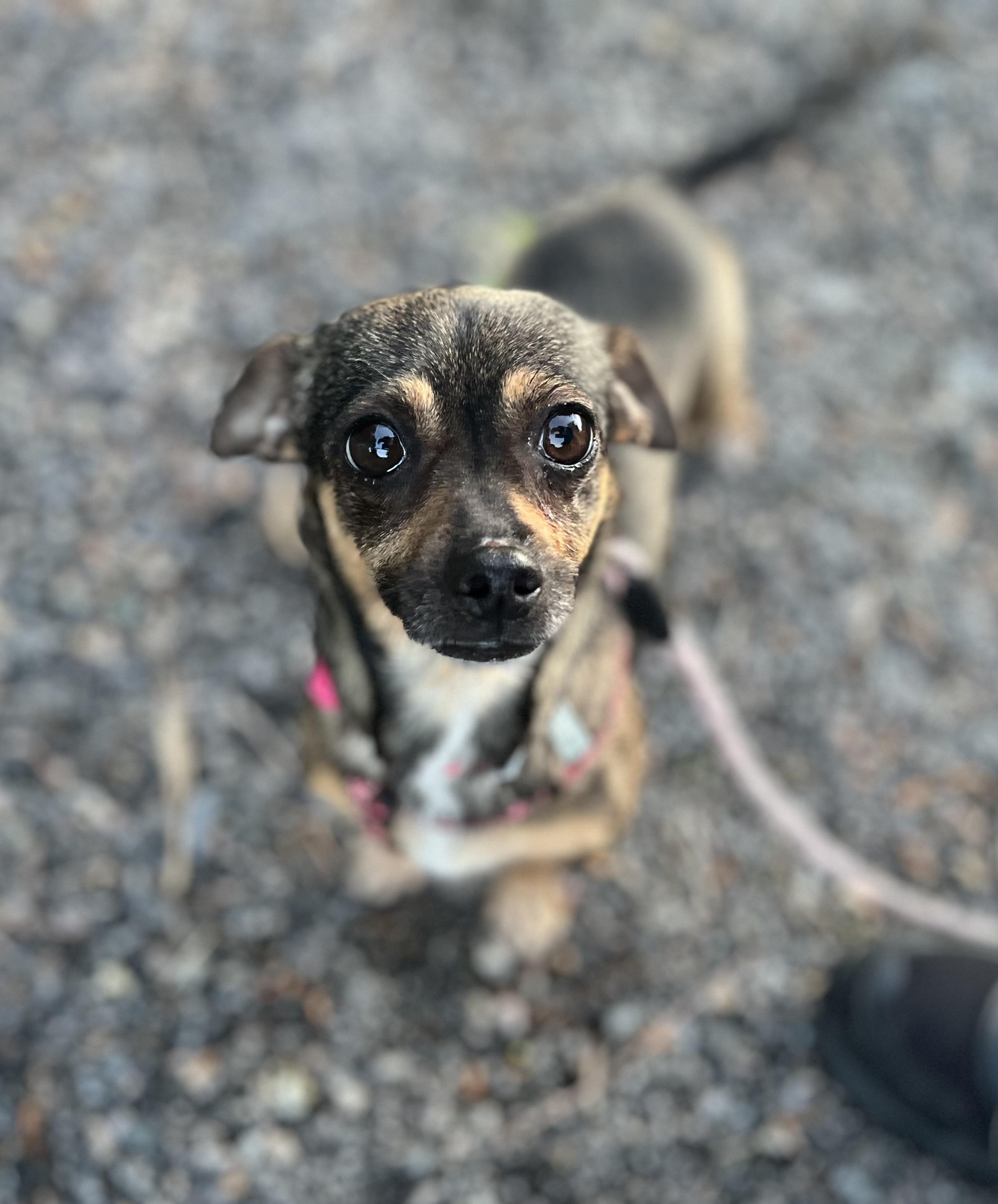 Mee-Mee, a Adoptable mixed breed in Blackstone, MA image 3/6
