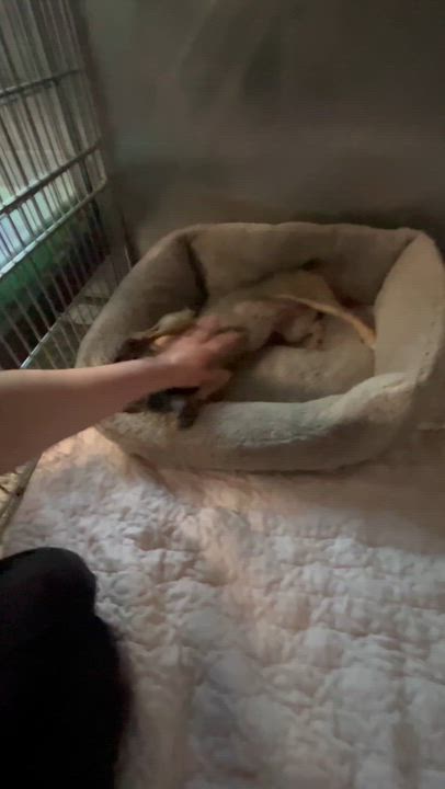 Enlarge Mee-Mee, a Adoptable mixed breed in Blackstone, MA video 6/6