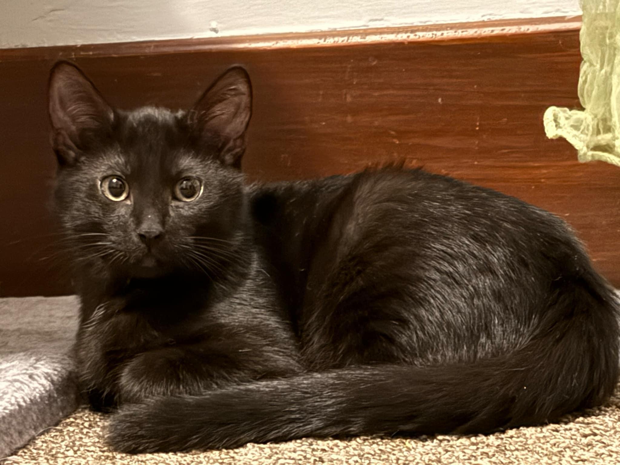 Brian ( bonded with Beckee), Young Male Domestic Short Hair