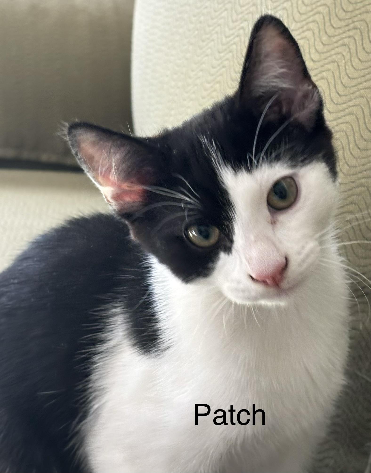 Patch, ADOPTABLE, Kitten Male Domestic Short Hair.