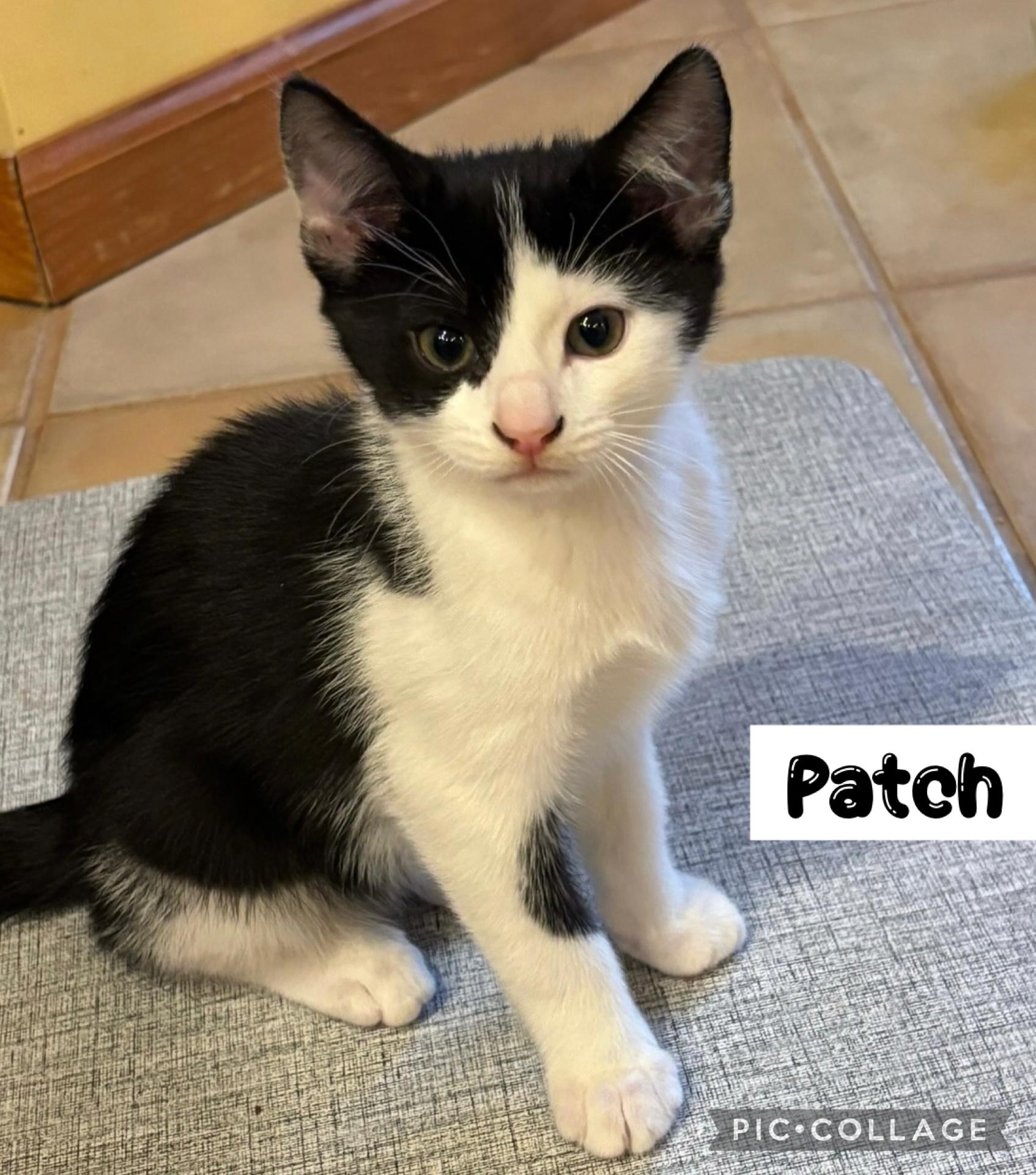 Patch, a ADOPTABLE Domestic Short Hair in Allentown, NJ image 2/2