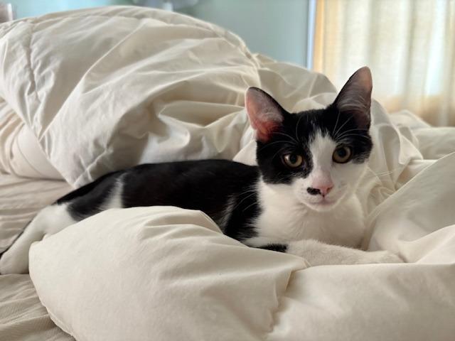 Nikki25, Adoptable, Young Female Domestic Short Hair.