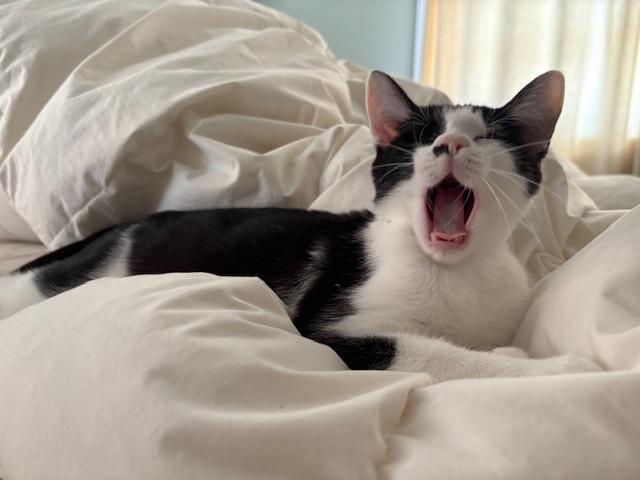 Nikki25, a Adoptable mixed breed in Youngsville, NC image 2/3