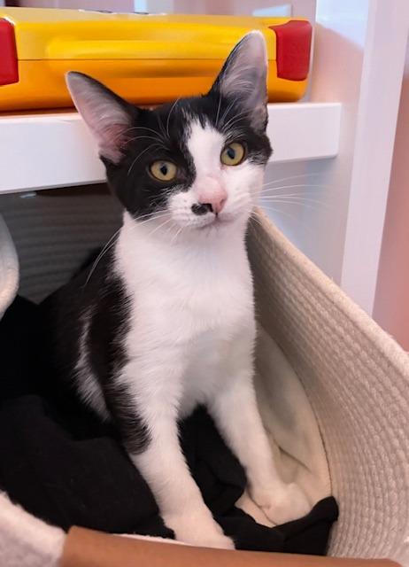 Enlarge Nikki25, a Adoptable mixed breed in Youngsville, NC image 3/3