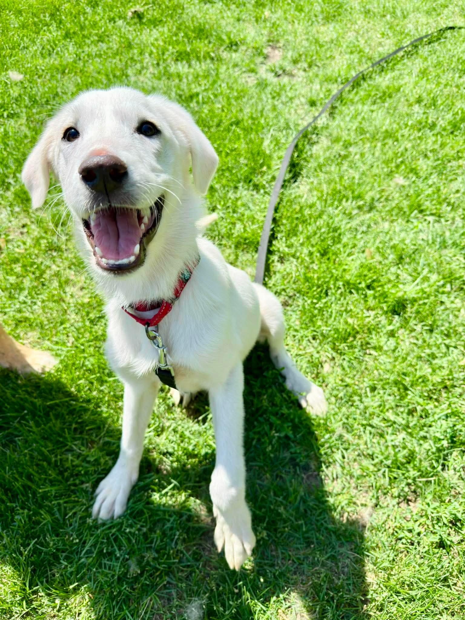 Papita, Adoptable, Puppy Female Labrador Retriever.