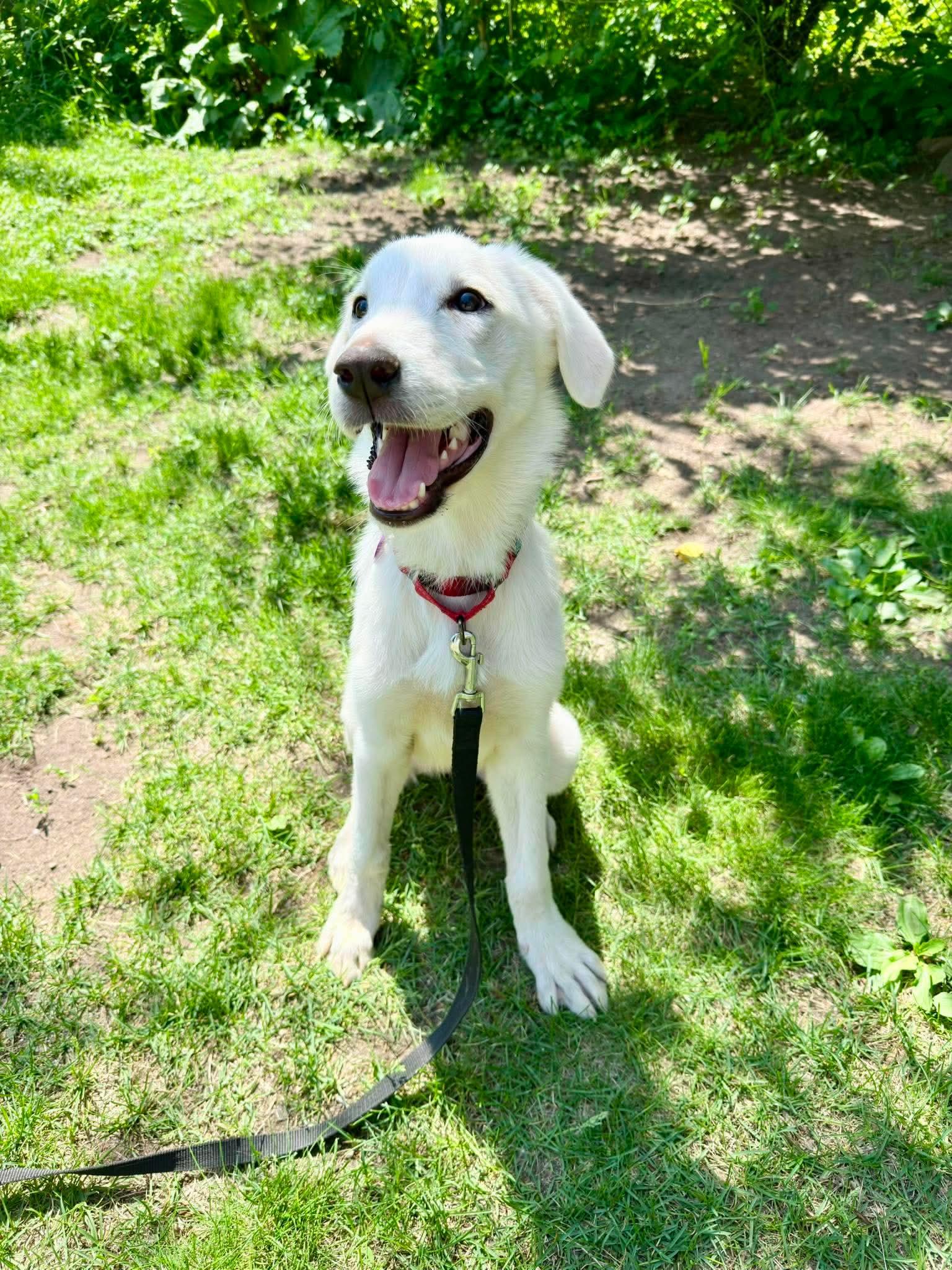 Papita, a Adoptable Labrador Retriever in Minneapolis, MN image 2/3