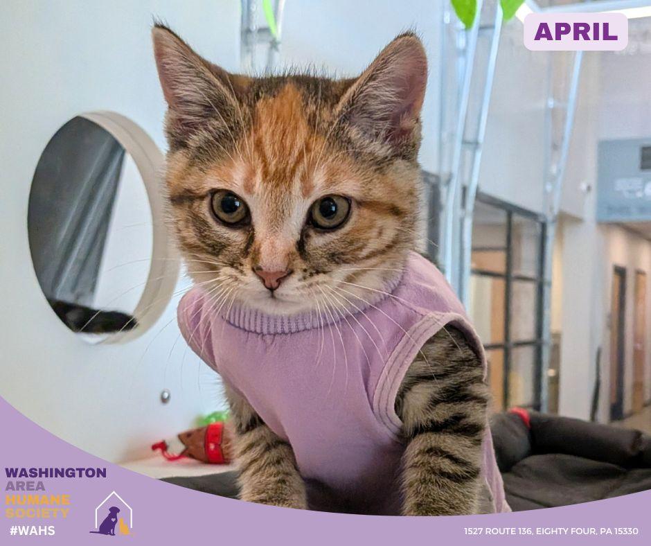 Enlarge April, an adopted mixed breed in Eighty Four, PA image 1/1