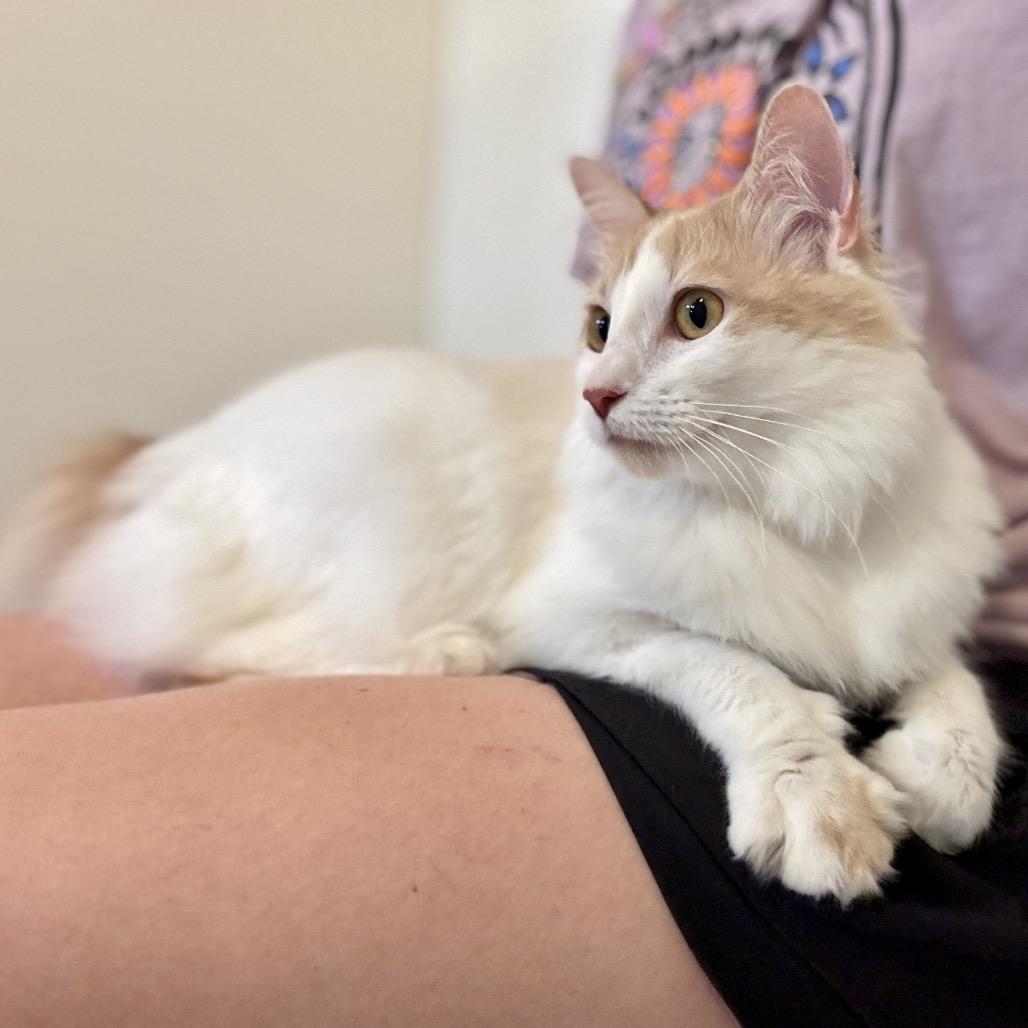 Enlarge Luna, a Adoptable Manx in Glenwood Springs, CO image 1/6