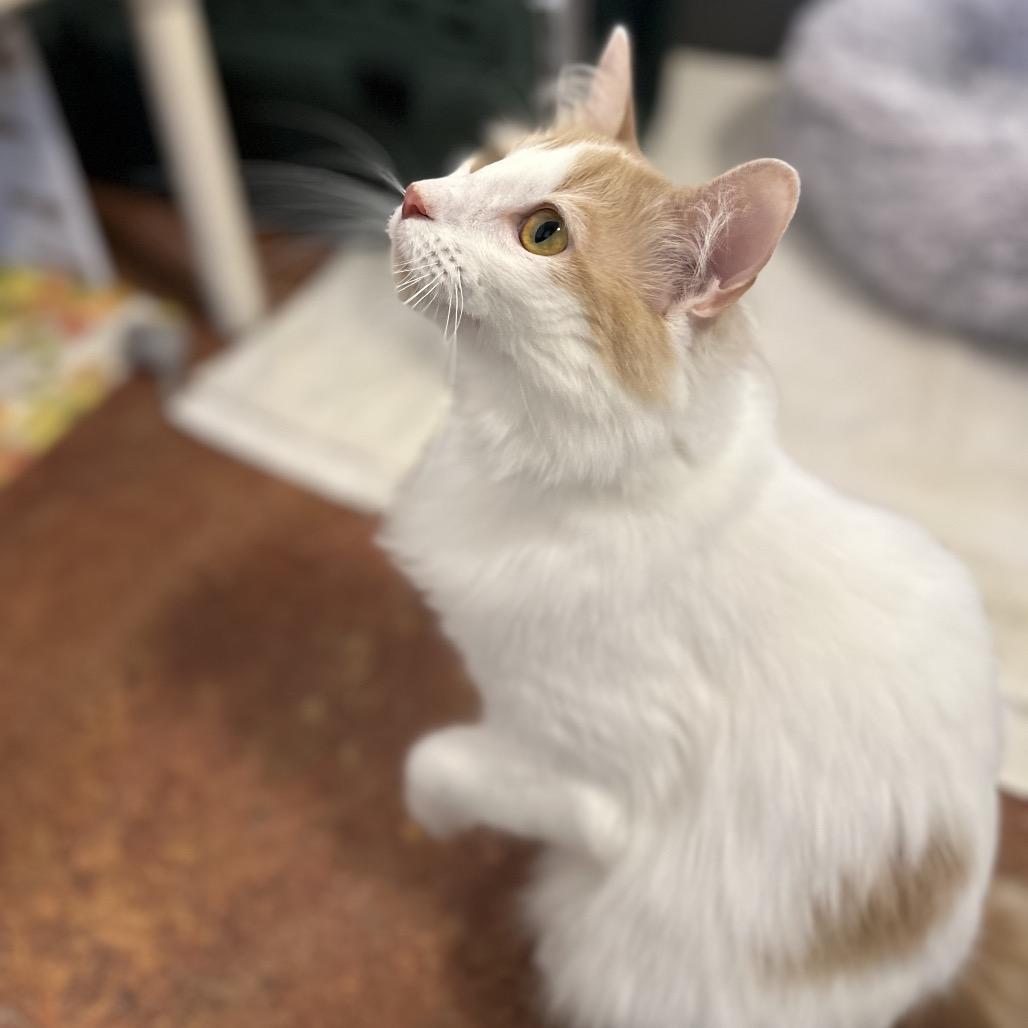 Enlarge Luna, a Adoptable Manx in Glenwood Springs, CO image 2/6