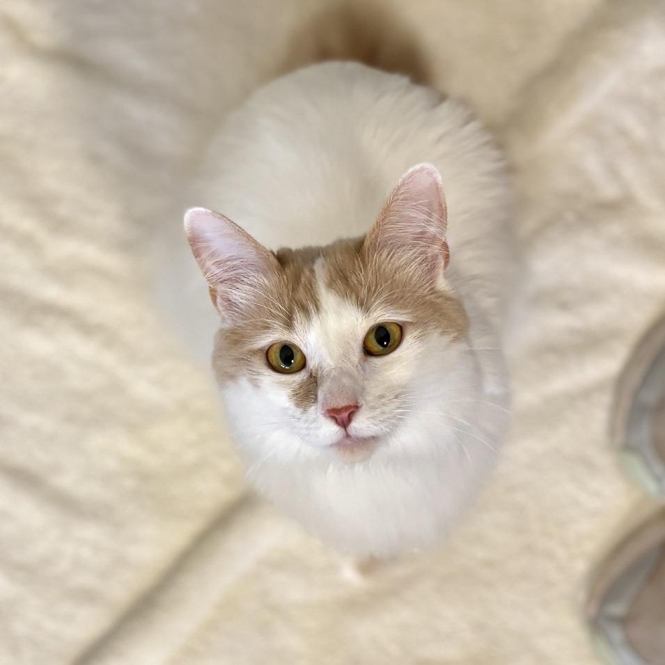 Enlarge Luna, a Adoptable Manx in Glenwood Springs, CO image 3/6