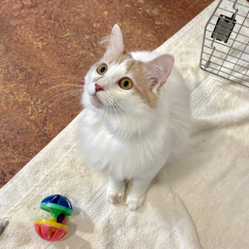 Enlarge Luna, a Adoptable Manx in Glenwood Springs, CO image 5/6