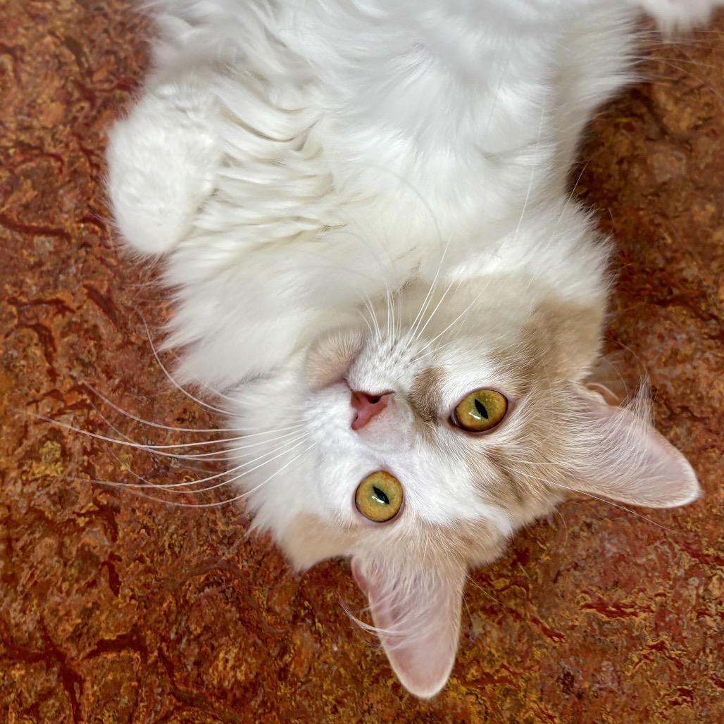 Enlarge Luna, a Adoptable Manx in Glenwood Springs, CO image 6/6