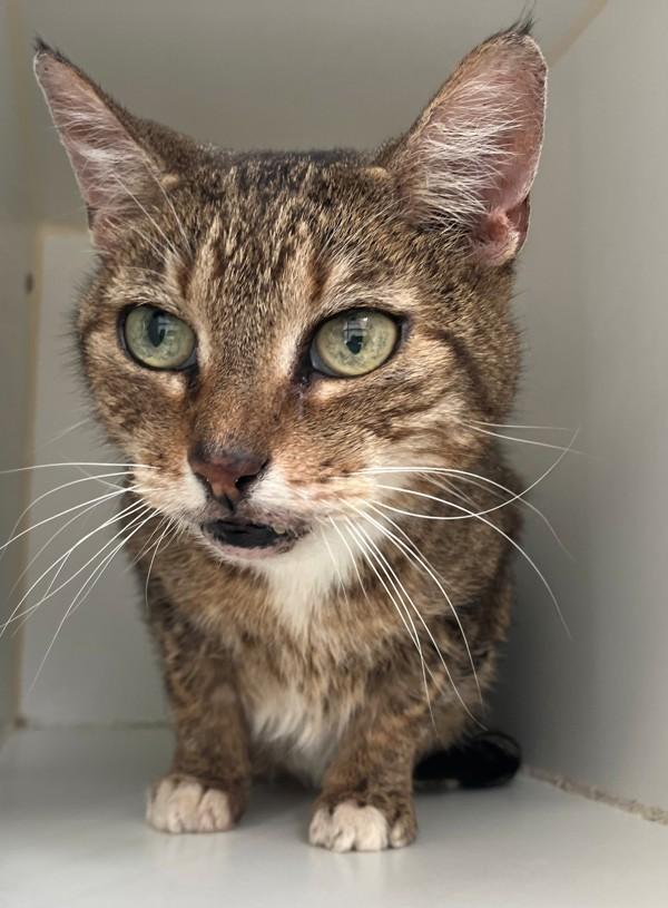 Yuuki, Adoptable, Senior Female Domestic Short Hair.