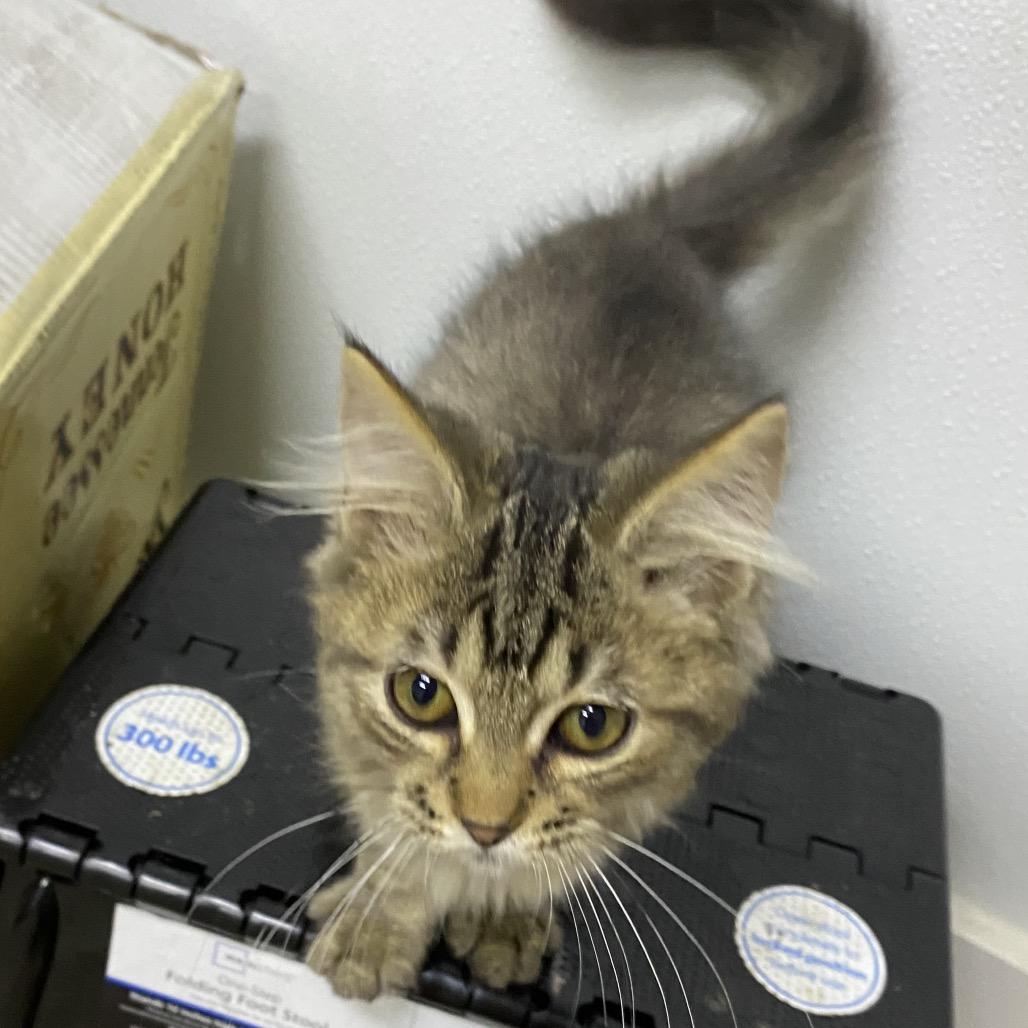 Ben, Adoptable, Kitten Male Domestic Long Hair.