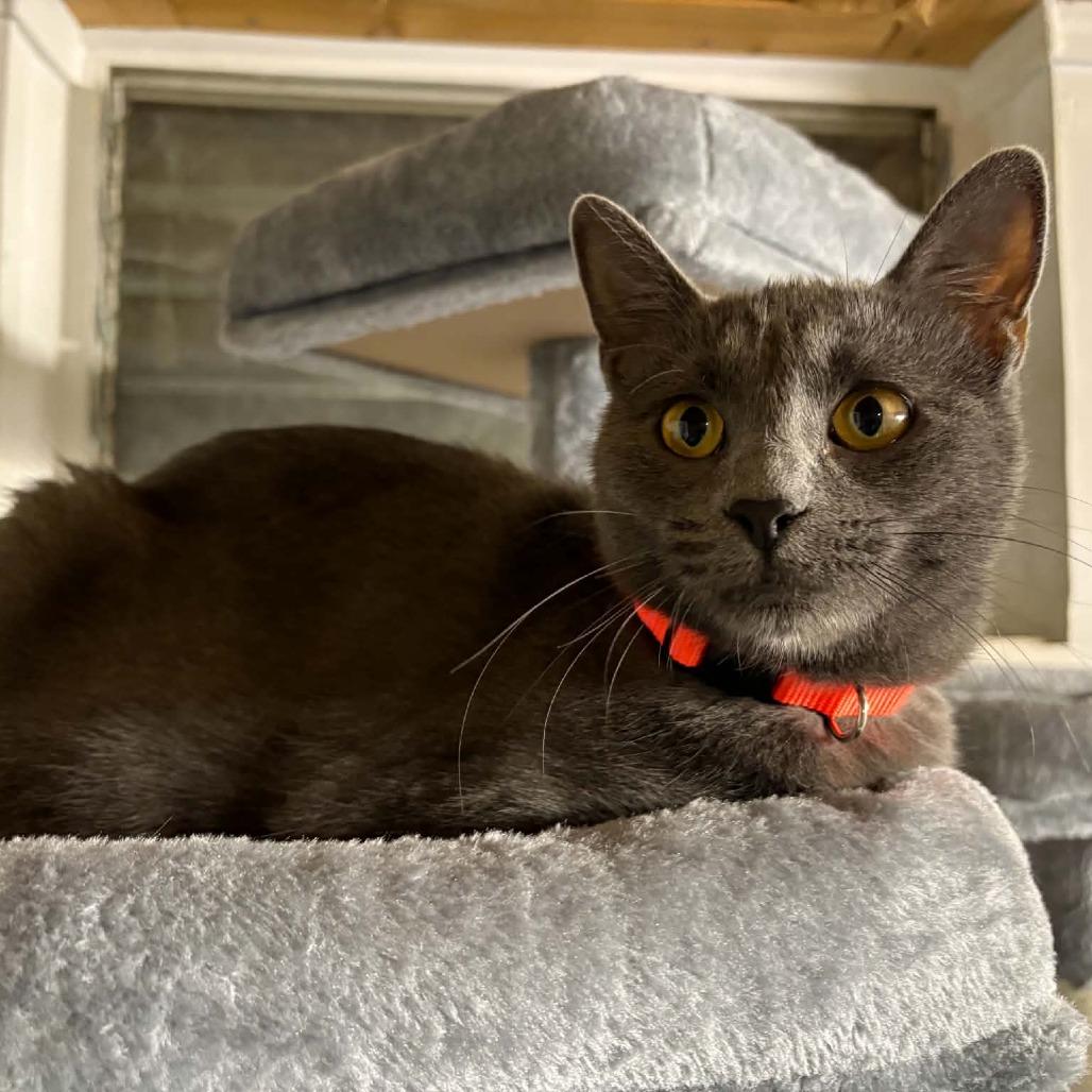 Enlarge Marilyn, a Adoptable Domestic Short Hair in FAIRWAY, KS image 1/2