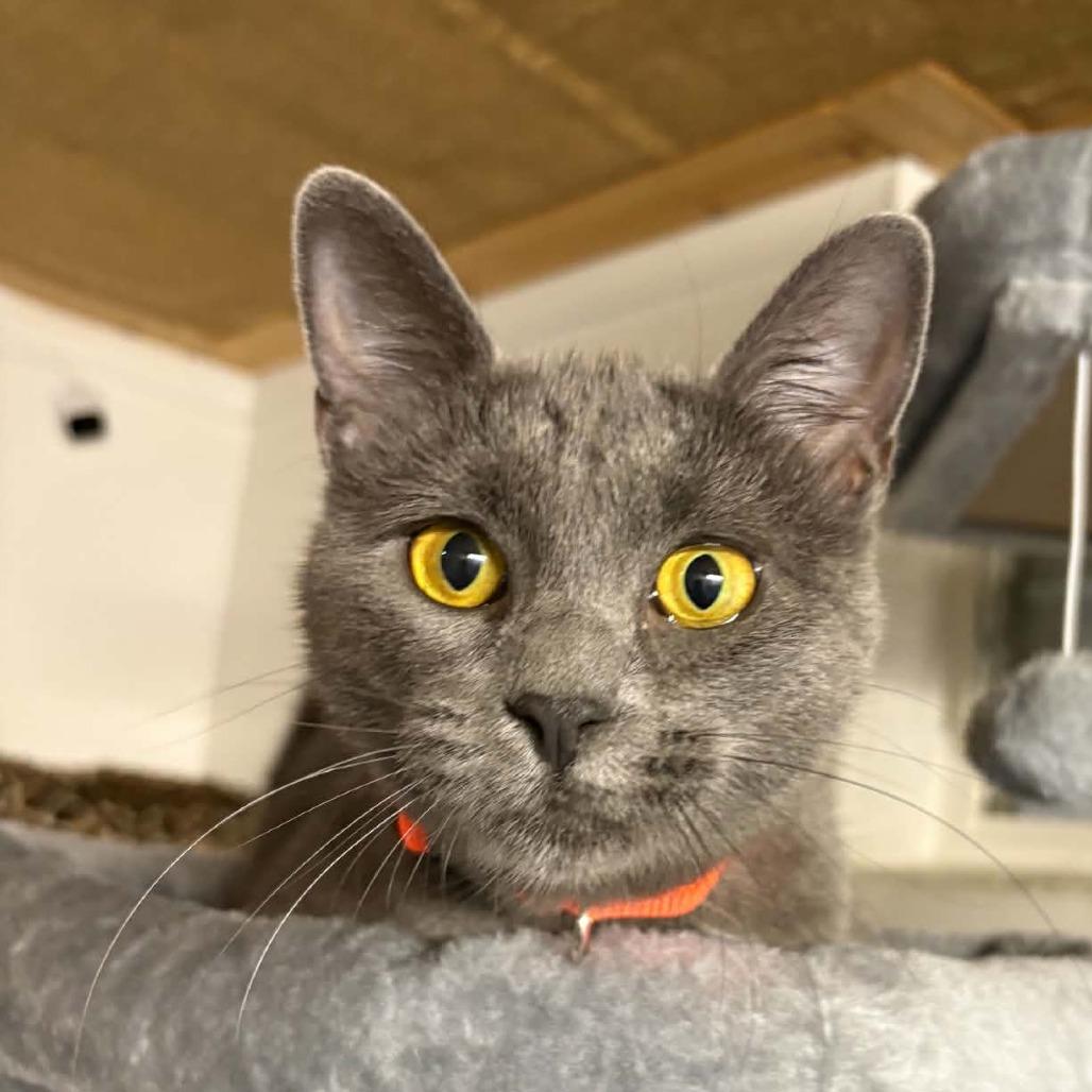 Enlarge Marilyn, a Adoptable Domestic Short Hair in FAIRWAY, KS image 2/2
