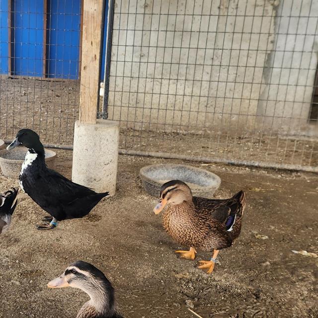 CONNECTICUT, Adoptable, Young Female Duck.