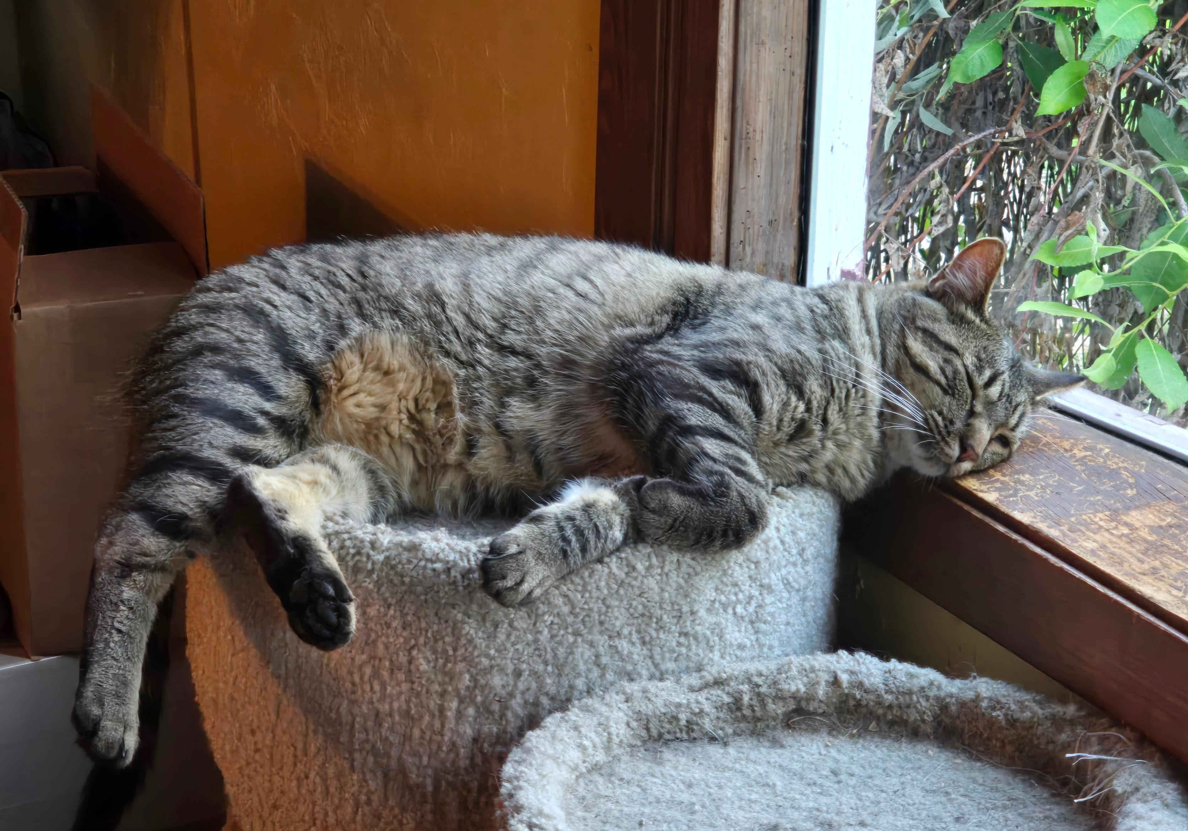 MOCHI, an adoptable American Shorthair in Lake City, MN, 55041 | Photo Image 3