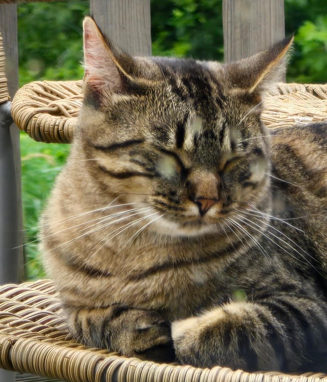MOCHI, an adoptable American Shorthair in Lake City, MN, 55041 | Photo Image 1