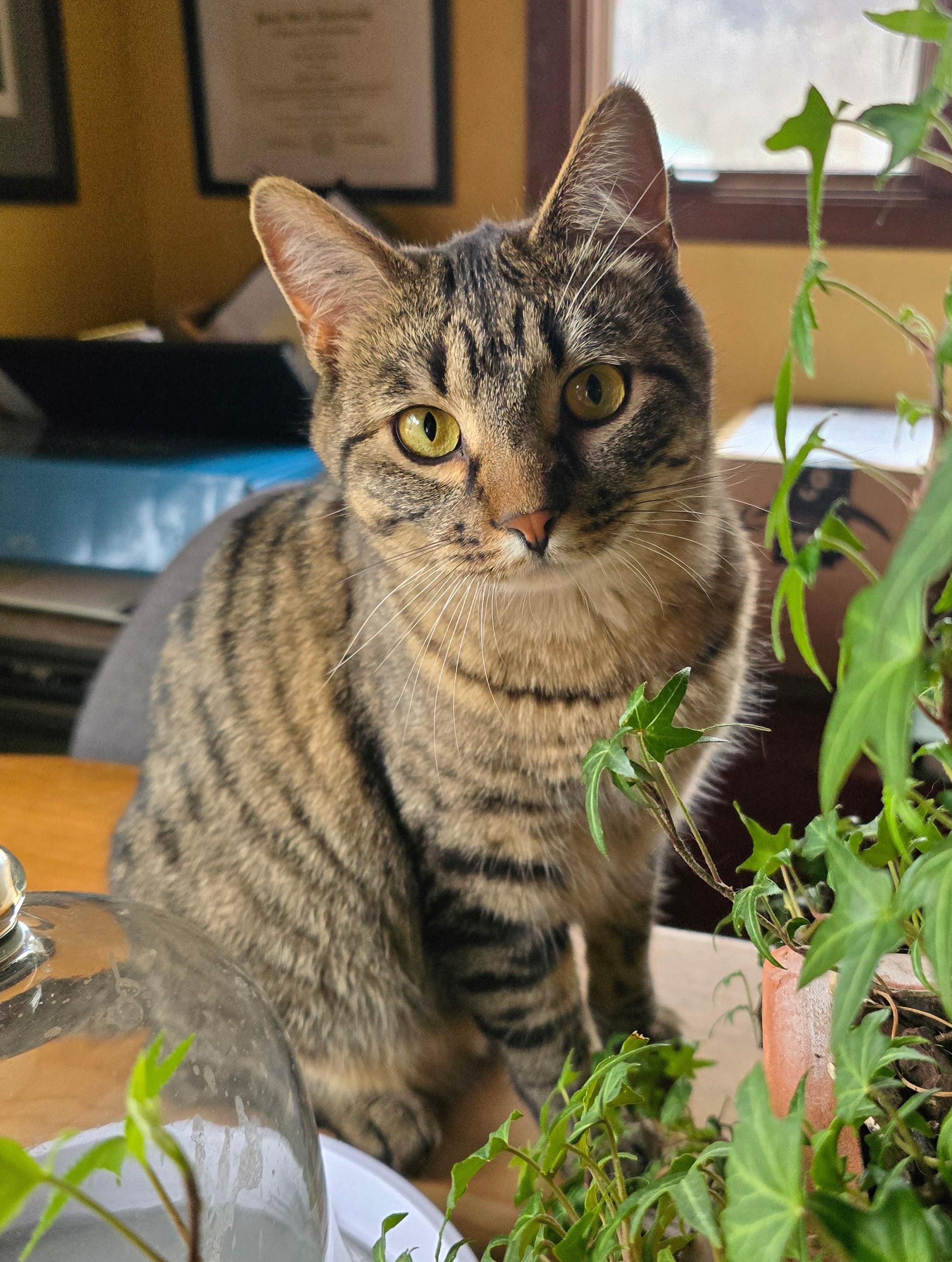 MOCHI, an adoptable American Shorthair in Lake City, MN, 55041 | Photo Image 1